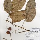 Image of Paullinia granatensis (Planch. & Linden) Radlk.