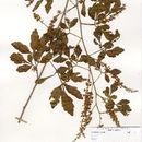 Image of Paullinia costaricensis L. Radlk.