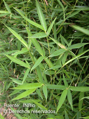 Phyllostachys resmi