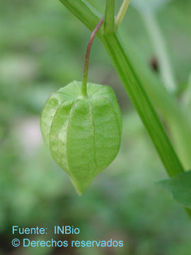 Physalis angulata L. resmi