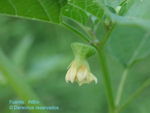 Image of cutleaf groundcherry