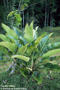 Image of Philodendron davidsonii Croat