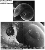 Image of Ovachlamys Habe 1946