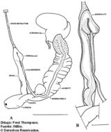 Image of Ovachlamys Habe 1946