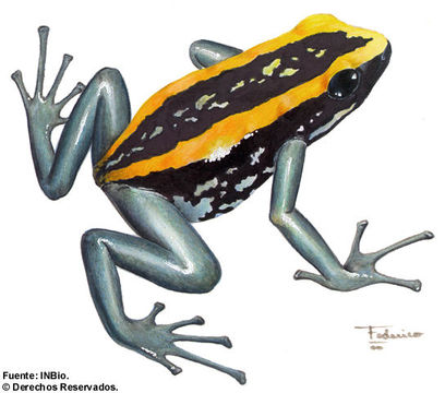 Image of Golfodulcean Poison Frog