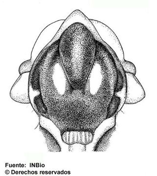 Image of Polycyrtus ferox (Cresson 1873)