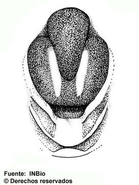 Image of <i>Polycyrtus trichomus</i> Spinola 1853