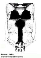 Image of Polycyrtus junceus (Cresson 1874)