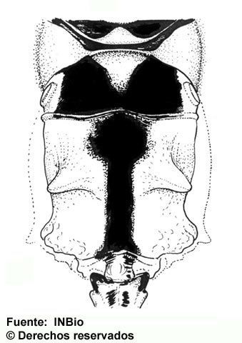 Image of Polycyrtus junceus (Cresson 1874)