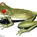 Image of Ptychohyla legleri (Taylor 1958)