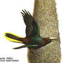 Image of Chestnut-headed Oropendola