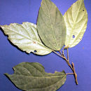 Pleuranthodendron lindenii (Turczaninov) H. Sleum.的圖片