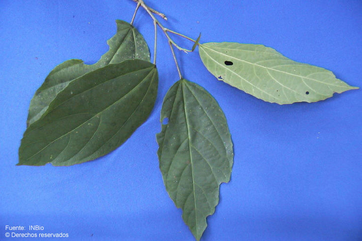 Image of Pleuranthodendron