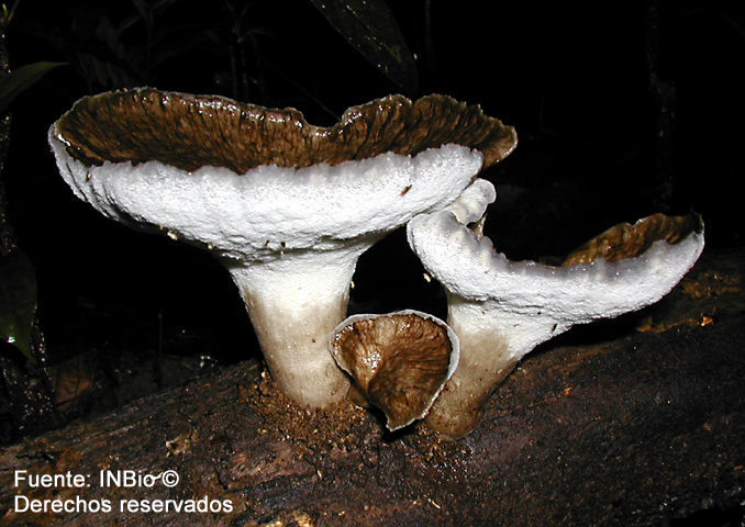 Imagem de <i>Polyporus craterellus</i> Berk. & Curt.