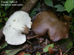 Imagem de <i>Polyporus craterellus</i> Berk. & Curt.