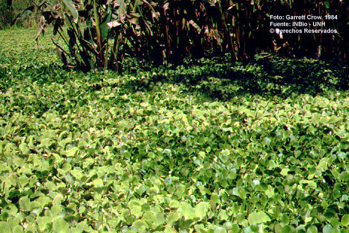 Image of pistia