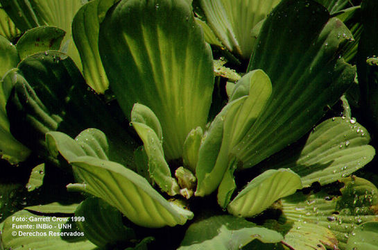 Image of pistia