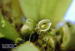 Image of pistia