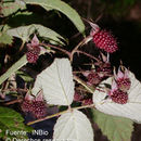 Image of <i>Rubus glaucus</i> Benth.