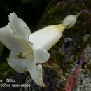 Image of Schultesianthus leucanthus (J. D. Sm.) A. T. Hunziker