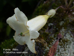 Слика од Schultesianthus