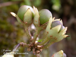 Image of Schultesianthus