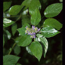 Image of Salvia polystachia Cav.