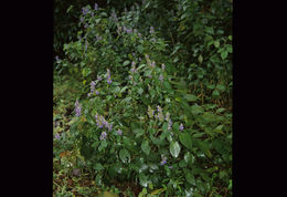 Image of Salvia polystachia Cav.