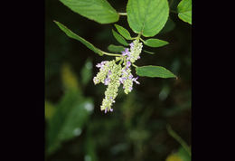 Image of Salvia polystachia Cav.