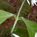 Слика од Rudgea cornifolia (Kunth) Standl.