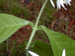 Image of Rudgea cornifolia (Kunth) Standl.