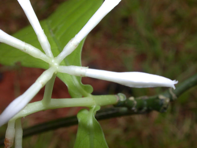 Image of Rudgea cornifolia (Kunth) Standl.