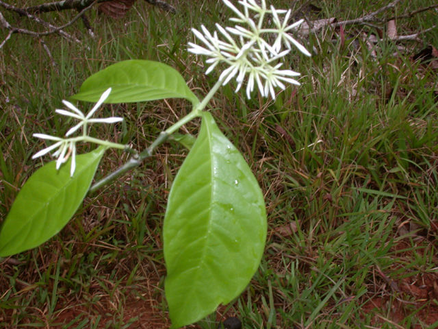 Image of Rudgea cornifolia (Kunth) Standl.