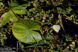 Image of Guayanese Arrowhead