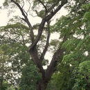 Слика од дождовно дрво