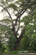Image of Rain tree