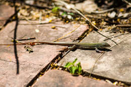 Image of Common Spotted Whiptail