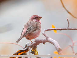 Image of Red-mantled Rosefinch