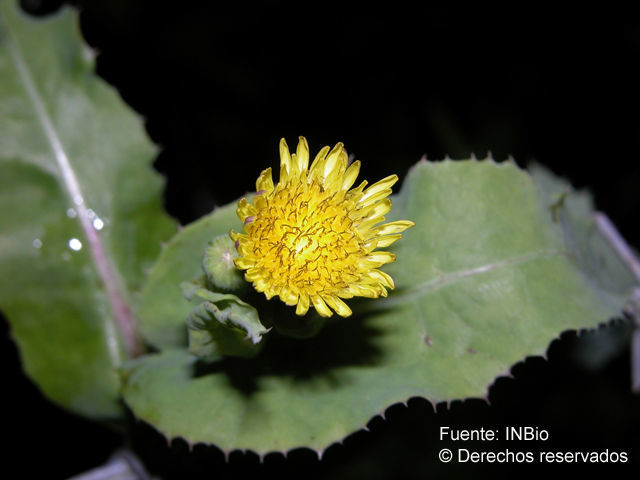 Plancia ëd Sonchus