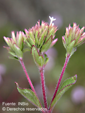 Image of Stevia incognita Grashoff