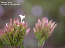 Image of Stevia incognita Grashoff