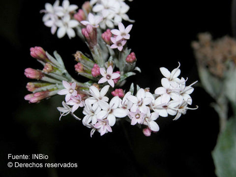 Image of Stevia lucida Lag.