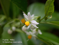 Image of Solanum aphyodendron S. Knapp