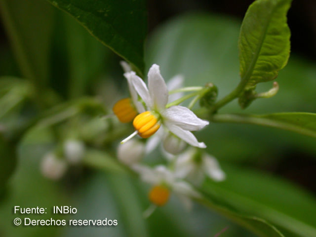 Solanum aphyodendron (rights holder: Instituto Nacional de Biodiversidad - INBio, Costa Rica.)