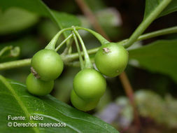 Image of Solanum aphyodendron S. Knapp
