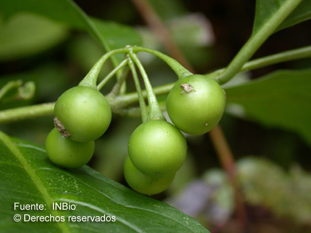 Solanum aphyodendron S. Knapp的圖片