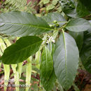 Image of Solanum aphyodendron S. Knapp