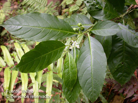 Solanum aphyodendron S. Knapp的圖片