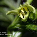 Image of Solanum acerifolium Humb. & Bonpl. ex Dun.