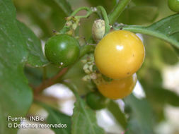 صورة Solanum nudum Humb. & Bonpl. ex Dun.